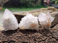 Natural Cactus Flower Spirit Quartz Clusters x 12 From South Africa