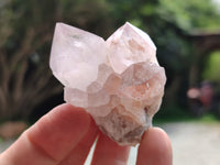 Natural Cactus Flower Spirit Quartz Clusters x 12 From South Africa