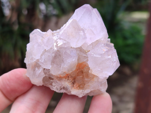 Natural Cactus Flower Spirit Quartz Clusters x 12 From South Africa