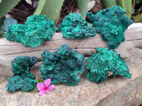 Natural Silky Malachite Specimens x 6 From Kasompe, Congo