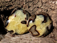 Polished Septerye Hearts x 12 From Mahajanga, Madagascar