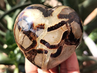 Polished Septerye Hearts x 12 From Mahajanga, Madagascar