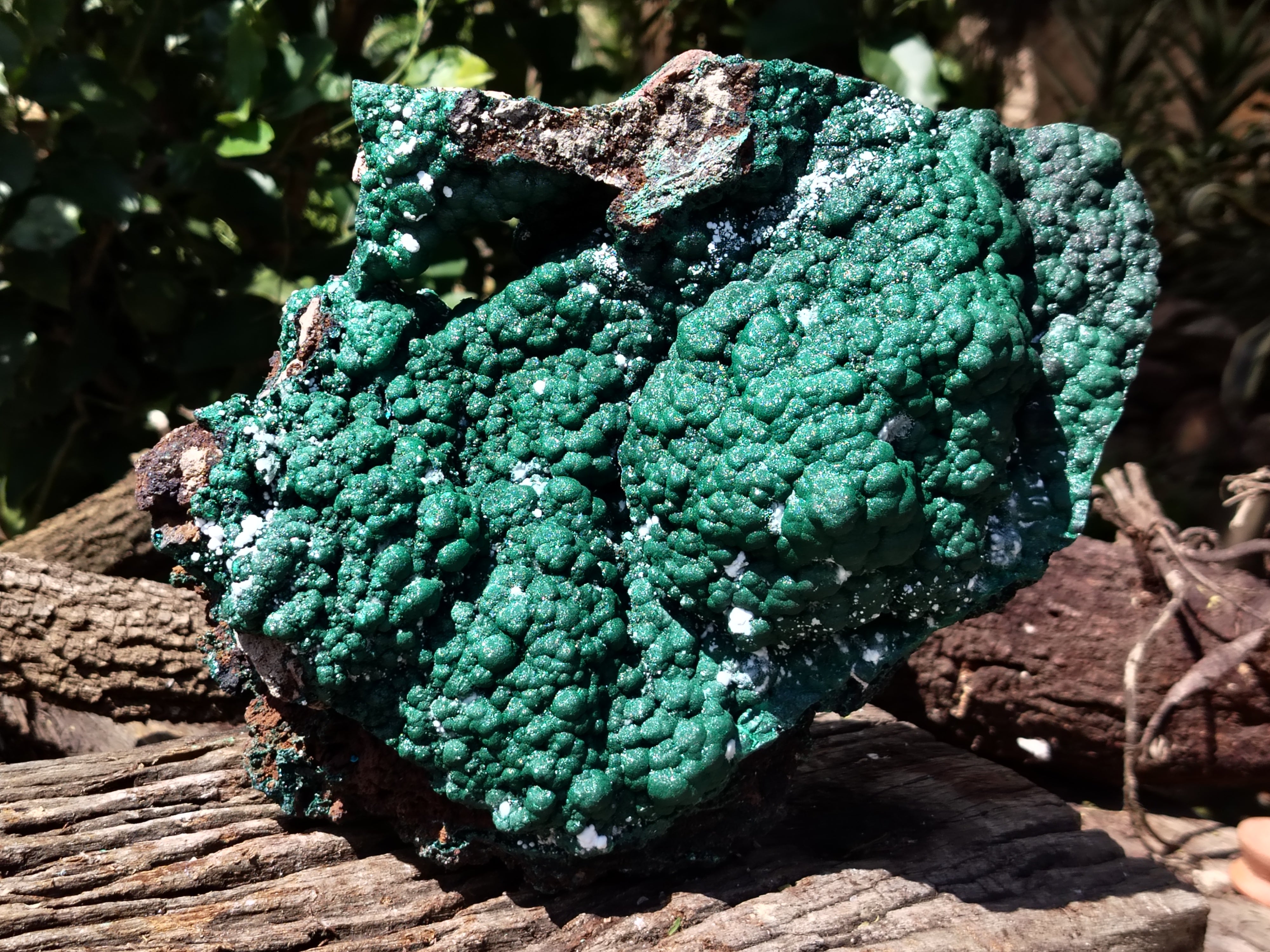 Natural Botryoidal Malachite Specimen x 1 From Congo