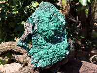 Natural Botryoidal Malachite Specimen x 1 From Congo