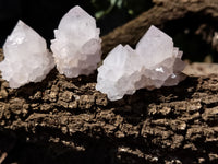 Natural Cactus Flower Spirit Quartz Clusters x 12 From South Africa