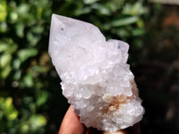 Natural Cactus Flower Spirit Quartz Clusters x 12 From South Africa