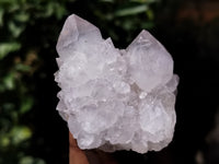 Natural Cactus Flower Spirit Quartz Clusters x 12 From South Africa