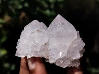 Natural Cactus Flower Spirit Quartz Clusters x 12 From South Africa