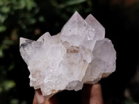 Natural Cactus Flower Spirit Quartz Clusters x 12 From South Africa