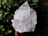 Natural Cactus Flower Spirit Quartz Clusters x 12 From South Africa