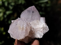 Natural Cactus Flower Spirit Quartz Clusters x 12 From South Africa