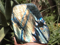 Polished Labradorite Standing Free Forms x 2 From Tulear, Madagascar