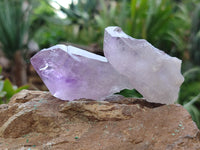 Natural Jacaranda Amethyst Single Quartz Crystals x 24 from Mumbwa, Zambia