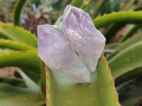 Natural Jacaranda Amethyst Single Quartz Crystals x 24 from Mumbwa, Zambia