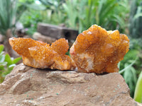 Natural Golden Solar Spirit Quartz Clusters x 12 From Boekenhouthoek, South Africa