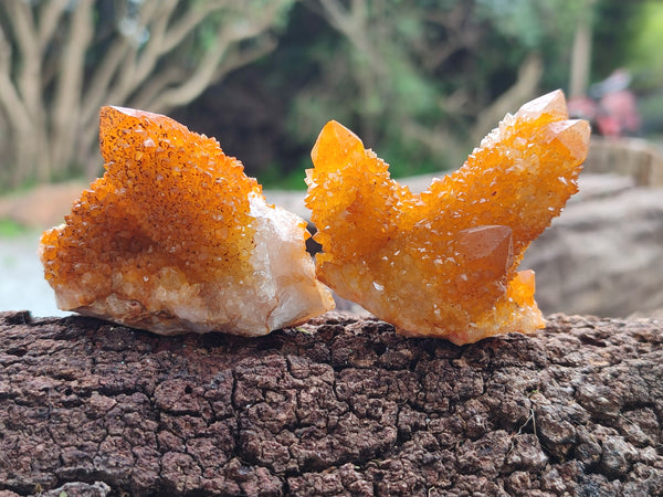 Natural Golden Solar Spirit Quartz Clusters x 12 From Boekenhouthoek, South Africa