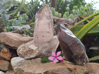 Natural Smokey Quartz Crystals x 2 From Malawi