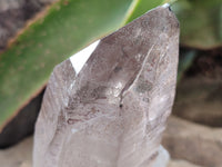 Natural Smokey Quartz Crystals x 2 From Malawi