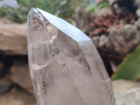 Natural Smokey Quartz Crystals x 2 From Malawi