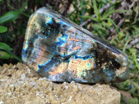 Polished Labradorite Standing Free Forms x 2 From Tulear, Madagascar