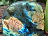 Polished Labradorite Standing Free Forms x 2 From Tulear, Madagascar