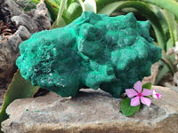 Natural Silky Malachite Stalactite Specimen With Chrysocolla x 1 From Kasompe, Congo