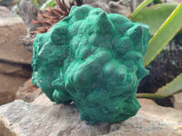 Natural Silky Malachite Stalactite Specimen With Chrysocolla x 1 From Kasompe, Congo