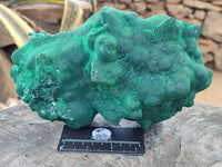 Natural Silky Malachite Stalactite Specimen With Chrysocolla x 1 From Kasompe, Congo