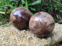 Polished Podocarpus Petrified Wood Spheres x 3 From Mahajanga, Madagascar