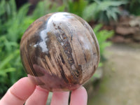 Polished Podocarpus Petrified Wood Spheres x 3 From Mahajanga, Madagascar