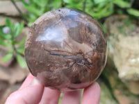 Polished Podocarpus Petrified Wood Spheres x 3 From Mahajanga, Madagascar