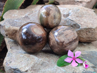 Polished Podocarpus Petrified Wood Spheres x 3 From Mahajanga, Madagascar