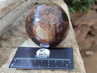 Polished Podocarpus Petrified Wood Spheres x 3 From Mahajanga, Madagascar