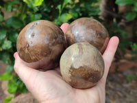 Polished Podocarpus Petrified Wood Spheres x 3 From Mahajanga, Madagascar