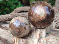 Polished Podocarpus Petrified Wood Spheres x 3 From Mahajanga, Madagascar