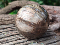 Polished Podocarpus Petrified Wood Spheres x 3 From Mahajanga, Madagascar