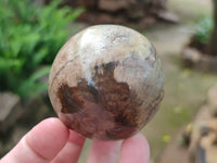 Polished Podocarpus Petrified Wood Spheres x 3 From Mahajanga, Madagascar