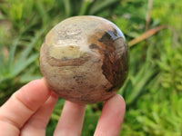 Polished Podocarpus Petrified Wood Spheres x 3 From Mahajanga, Madagascar