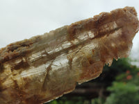 Natural Gypsum Specimens x 2 From Congo