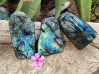 Polished Labradorite Standing Free Forms x 3 From Tulear, Madagascar