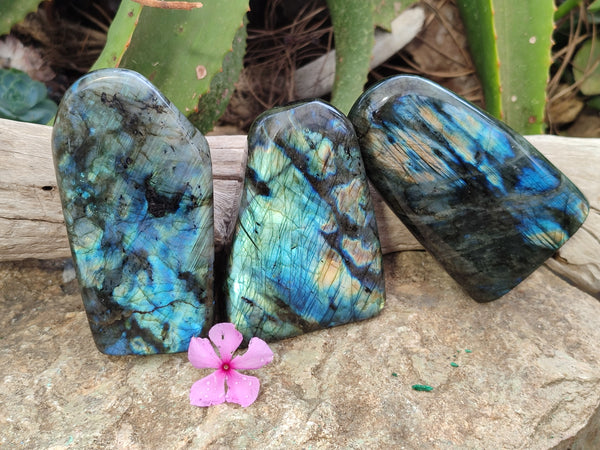 Polished Labradorite Standing Free Forms x 3 From Tulear, Madagascar