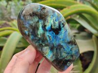 Polished Labradorite Standing Free Forms x 3 From Tulear, Madagascar