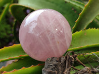 Polished Rose Quartz Spheres x 3 From Ambatondrazaka, Madagascar