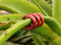 Hand Made 17mm Red Jasper Rings - sold per item - From South Africa