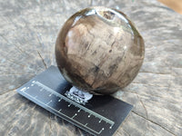 Polished Petrified Wood Spheres x 3 From Gokwe, Zimbabwe