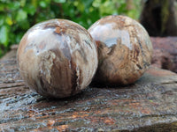 Polished Petrified Wood Spheres x 3 From Gokwe, Zimbabwe