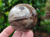 Polished Petrified Wood Spheres x 3 From Gokwe, Zimbabwe