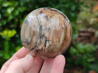 Polished Petrified Wood Spheres x 3 From Gokwe, Zimbabwe