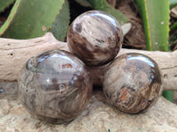 Polished Petrified Wood Spheres x 3 From Gokwe, Zimbabwe