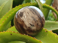 Polished Petrified Wood Spheres x 3 From Gokwe, Zimbabwe